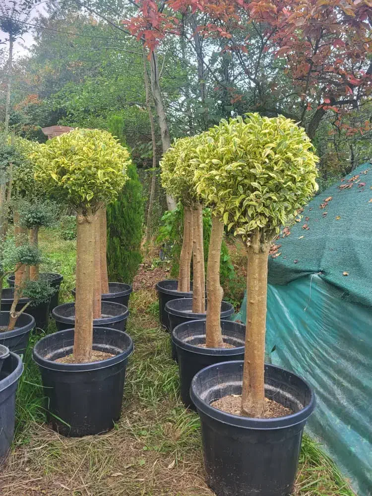 گیاهان بیرونی|خدمات باغبانی و درختکاری|چاف و چمخاله, |دیوار