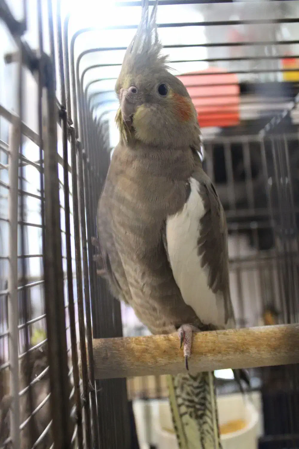 عروس هلندی|پرنده|شهر ری, دیلمان|دیوار