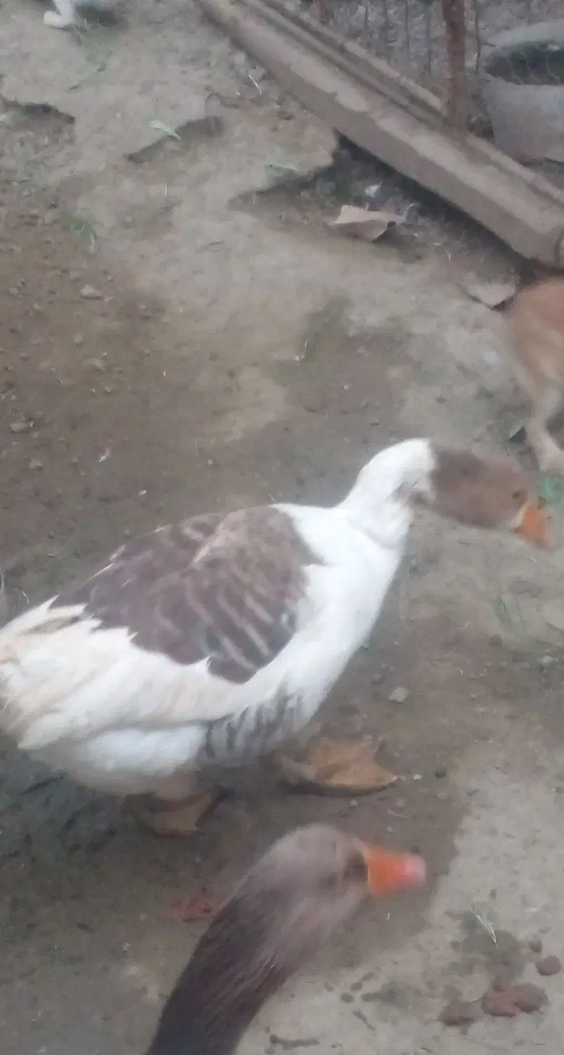 غاز|پرنده|کهنوج, |دیوار