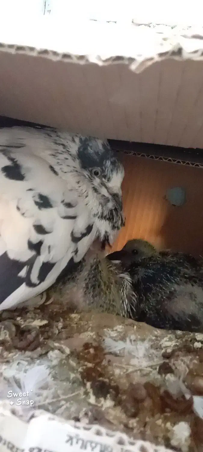 کفتر ماده سوسکی تار شده|پرنده|نجف‌آباد, یزدانشهر|دیوار