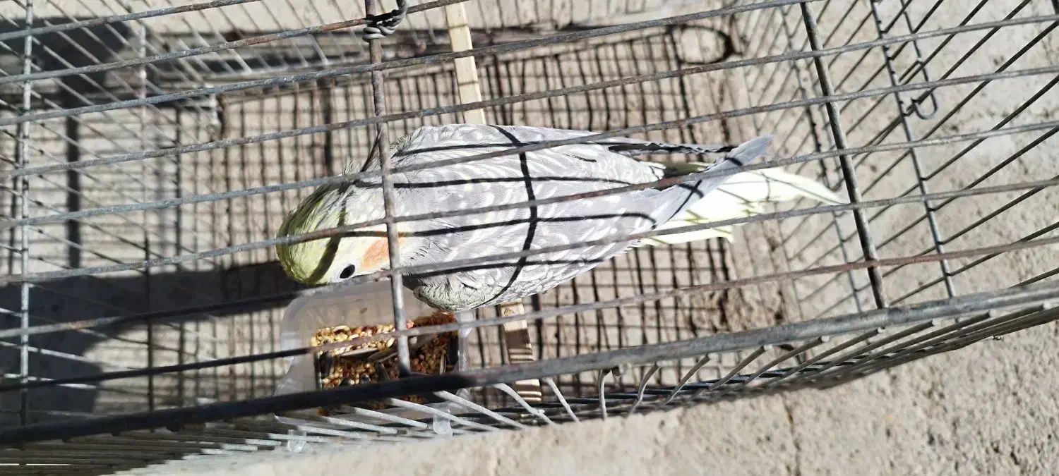 عروس هلندی|پرنده|ابهر, |دیوار