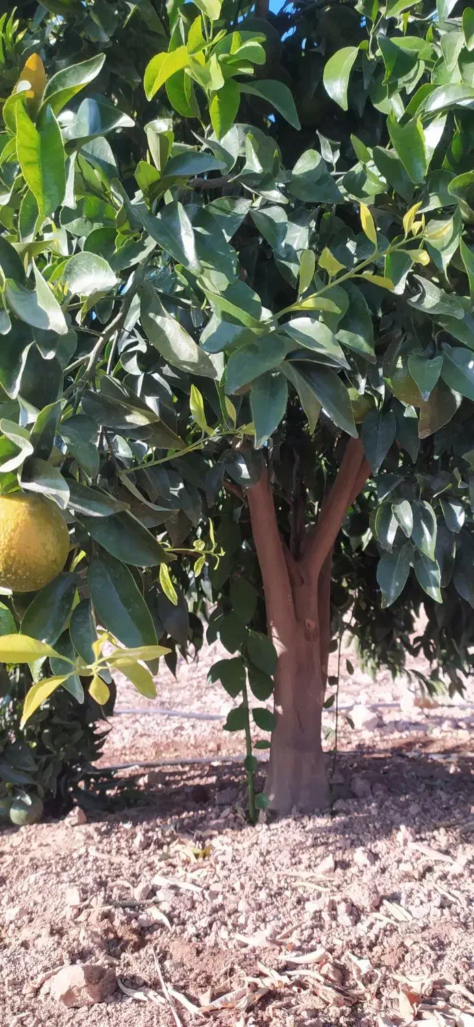 انجام هرس مرکبات در منازل و باغچه شهری|خدمات باغبانی و درختکاری|کازرون, |دیوار