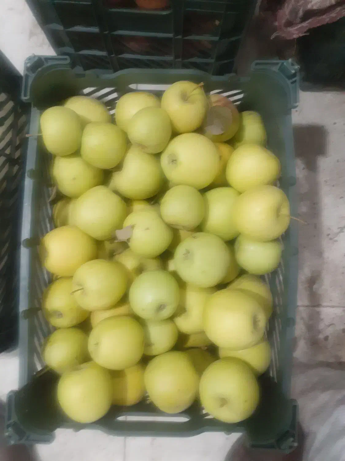 فروش سیب قرمز وسفیدمقدار ۳۰ تن فله|خوردنی و آشامیدنی|سلماس, |دیوار