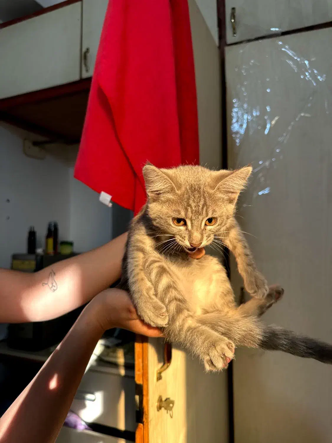 گربه نژاددار|گربه|گرگان, |دیوار