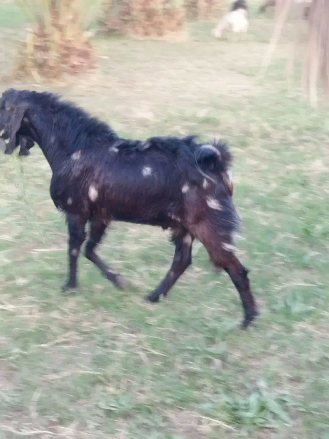 یک نری فروشی|حیوانات مزرعه|فهرج, |دیوار