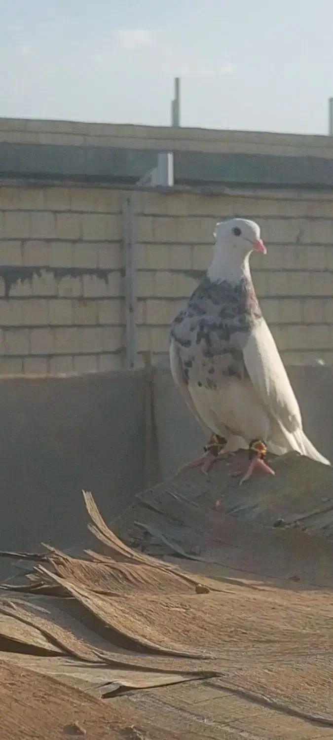 کفتر طوقی ماده|پرنده|فولادشهر, A6|دیوار