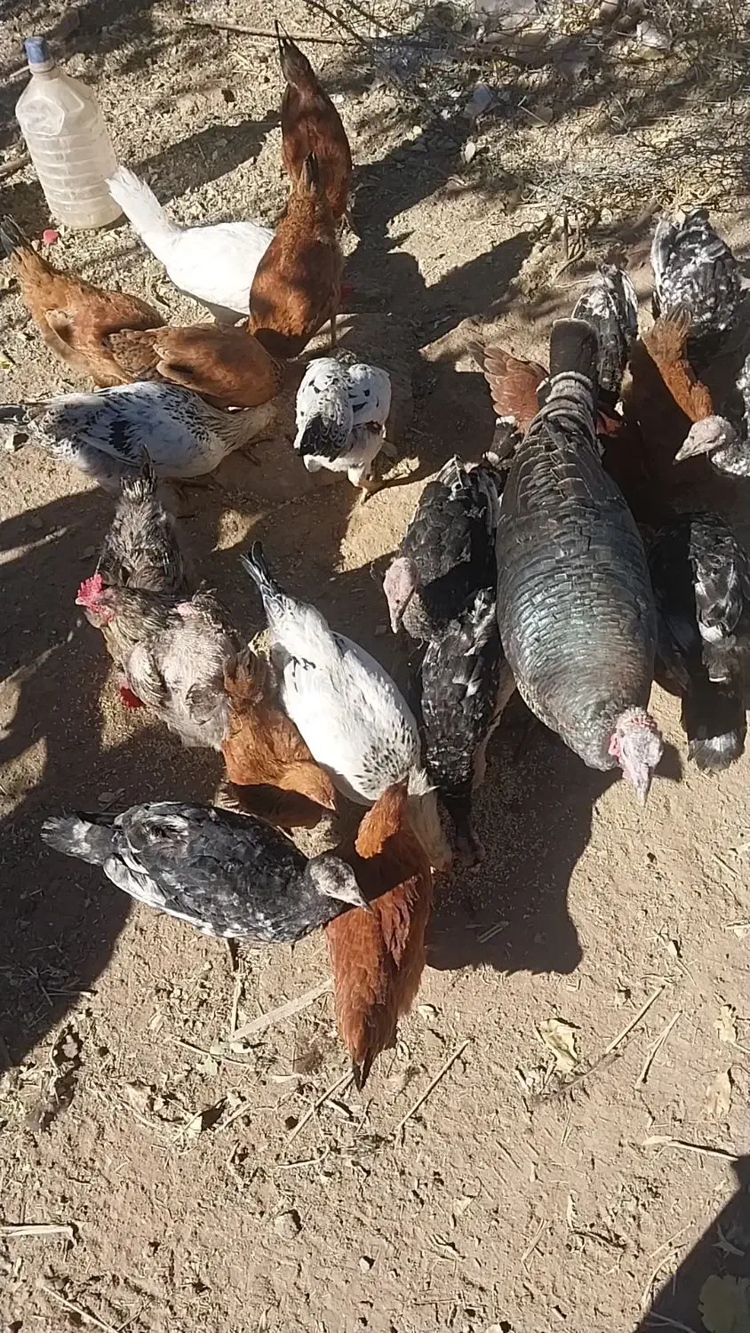 بوقلمون ومرغ تخمگذار فروشی|حیوانات مزرعه|کرفتو, |دیوار