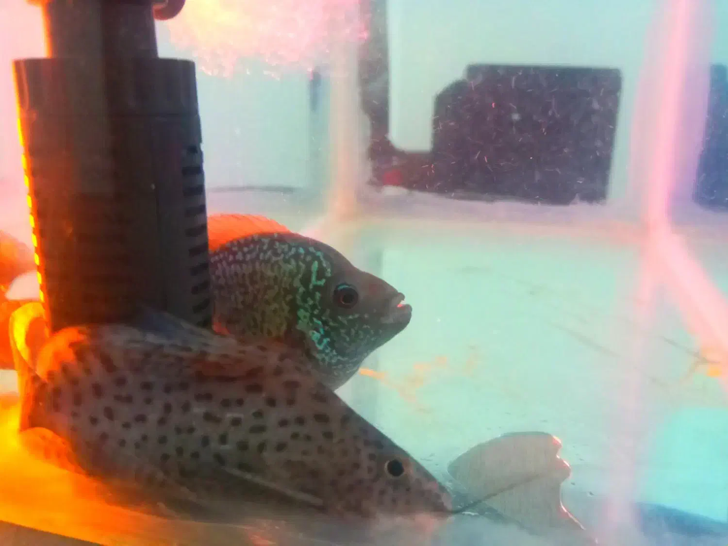 آکواریوم کوچک به همراه ماهی|ماهی|بجنورد, |دیوار