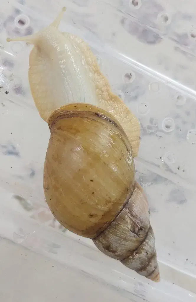 حلزون آلبینو|خزنده|قم, زنبیل آباد|دیوار