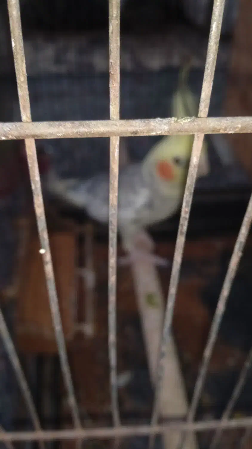 عروس هلندی|پرنده|سنگدوین, |دیوار