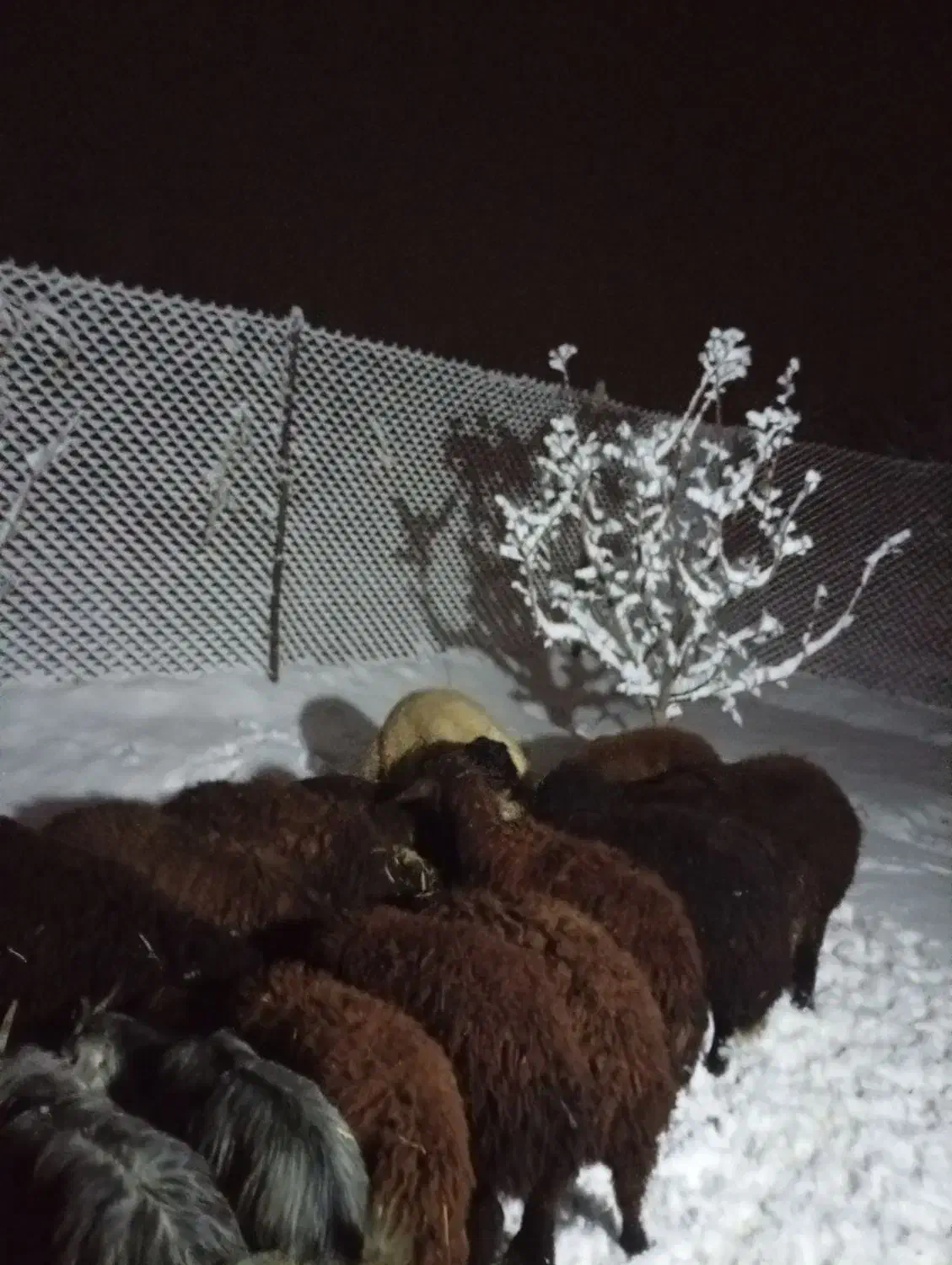 بره داشتی|حیوانات مزرعه|انزل, |دیوار