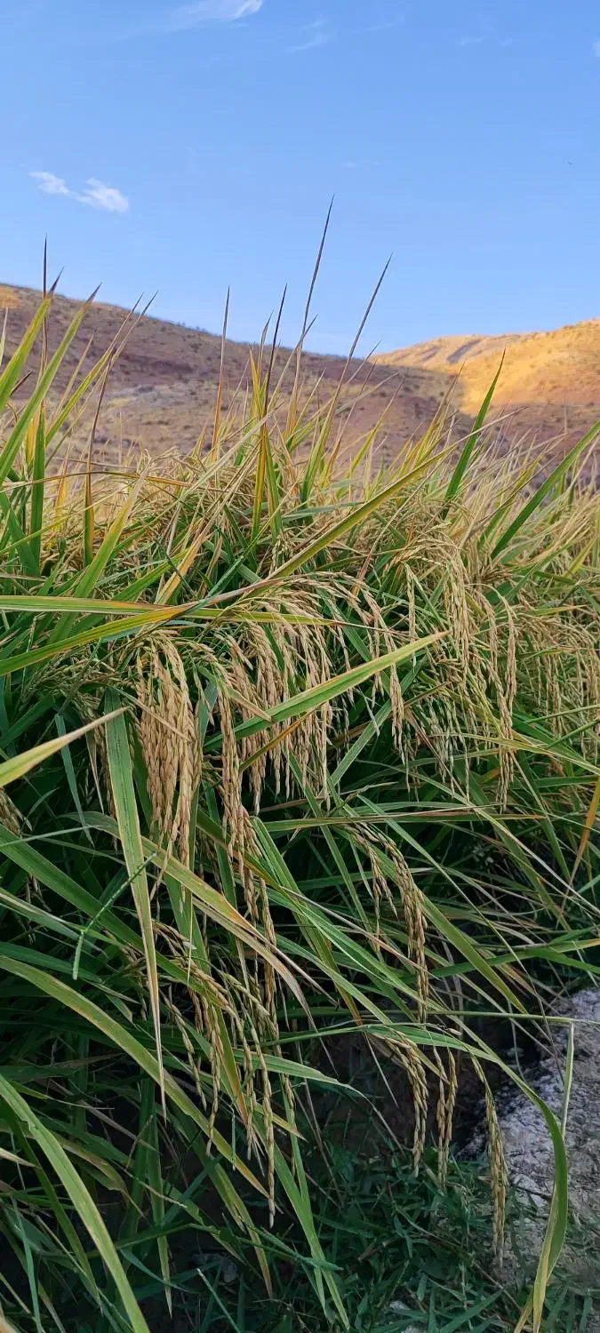 برنج طارم محلی|خوردنی و آشامیدنی|کوهدشت, |دیوار