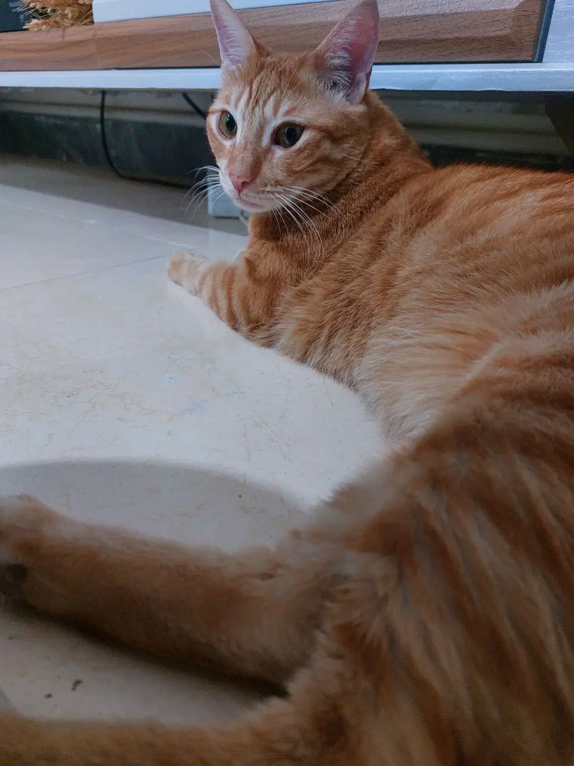 گربه خانگی|گربه|قدس, شهر‌قدس|دیوار