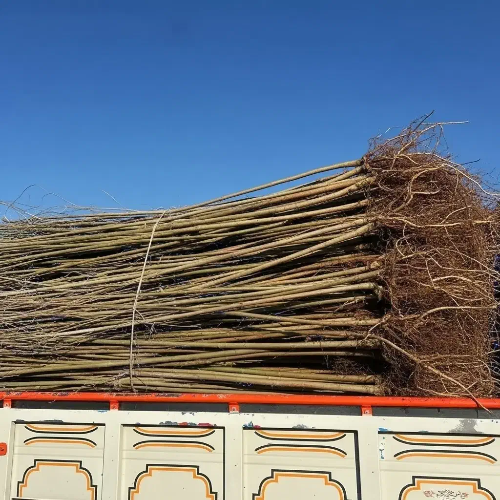 نهال نیگرا ارزان و با کیفیت وفرصت محدود|گل و گیاه طبیعی|قروه, |دیوار