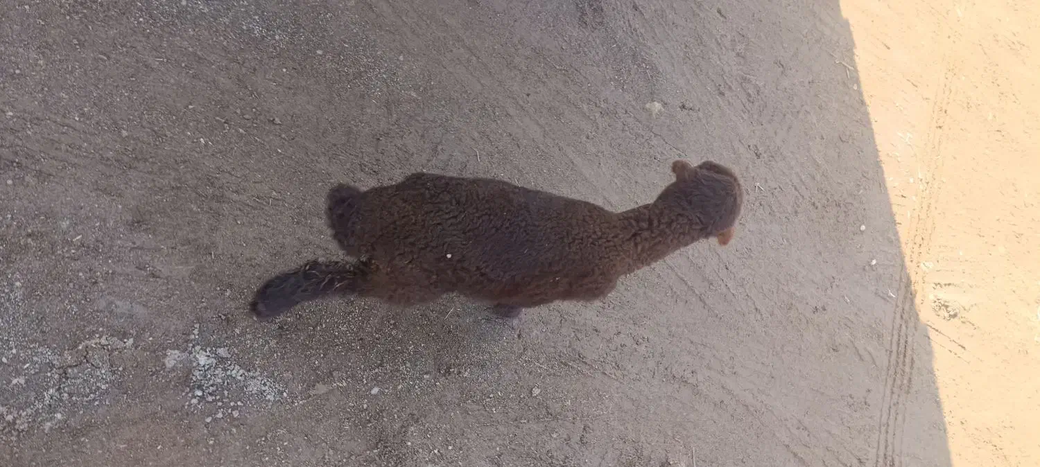 بره شیری ماده|حیوانات مزرعه|مشهد, ایثار|دیوار