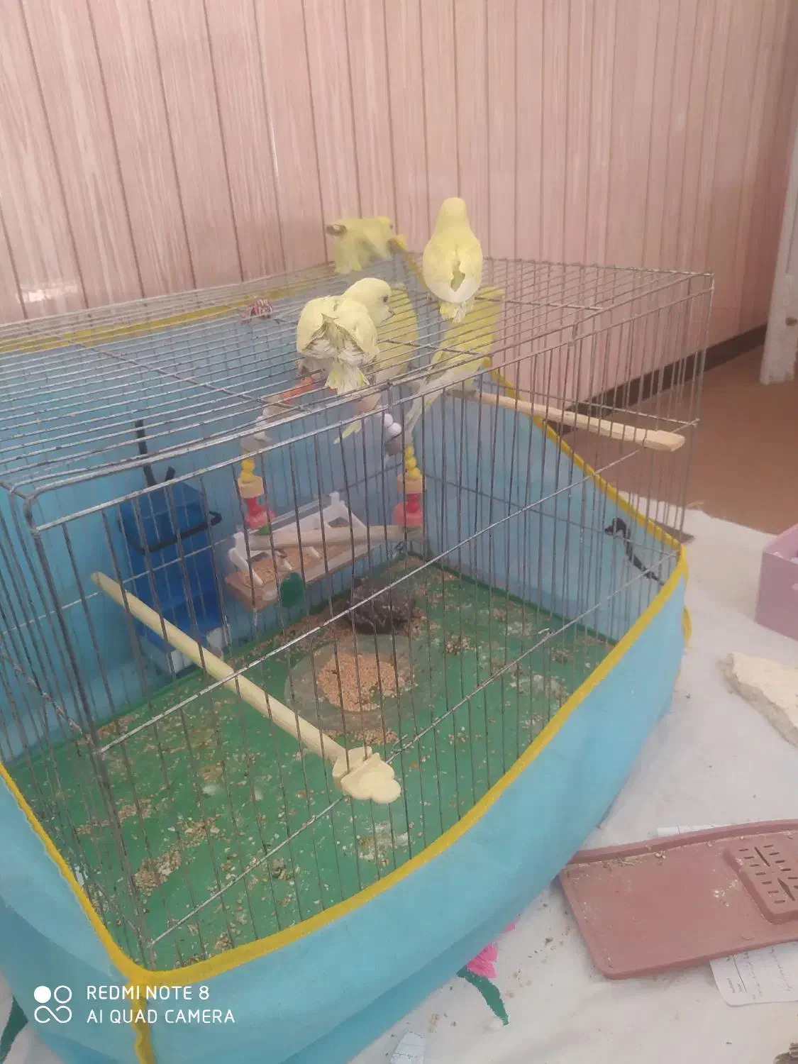 5 تا مرغ عشق خیلی قشنگگ|پرنده|پیرانشهر, |دیوار