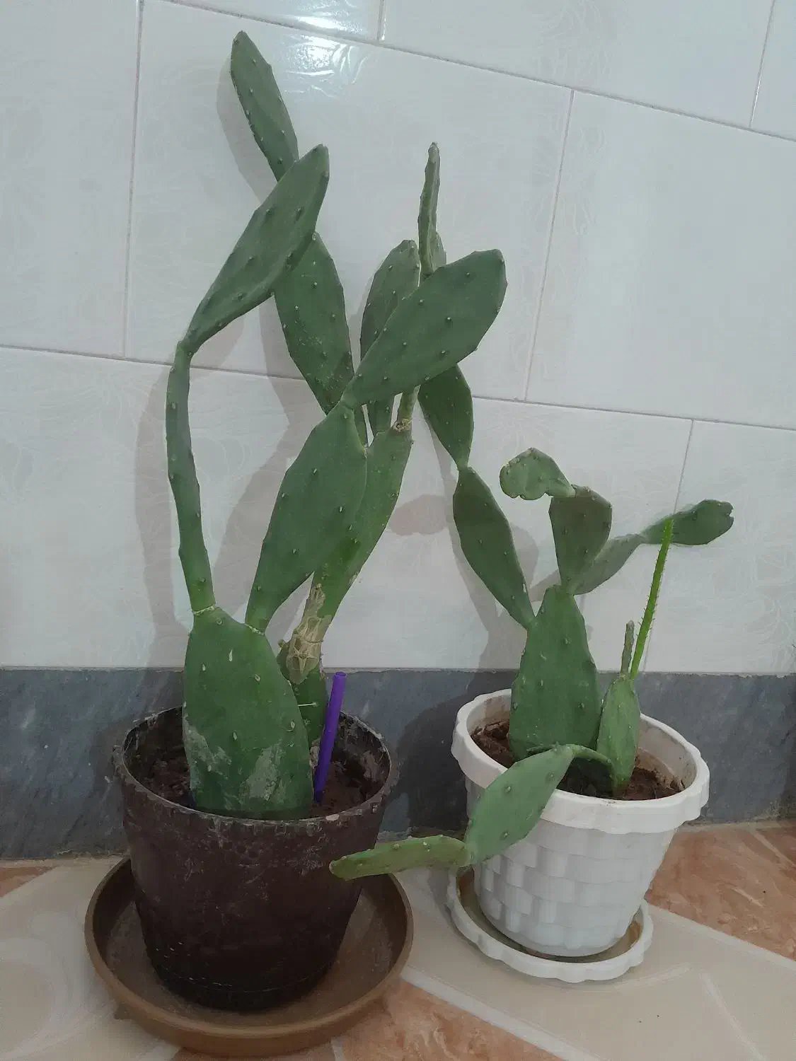 معاوضه گل کاکتوس باگل های دیگر|گل و گیاه طبیعی|مرودشت, ژیان|دیوار