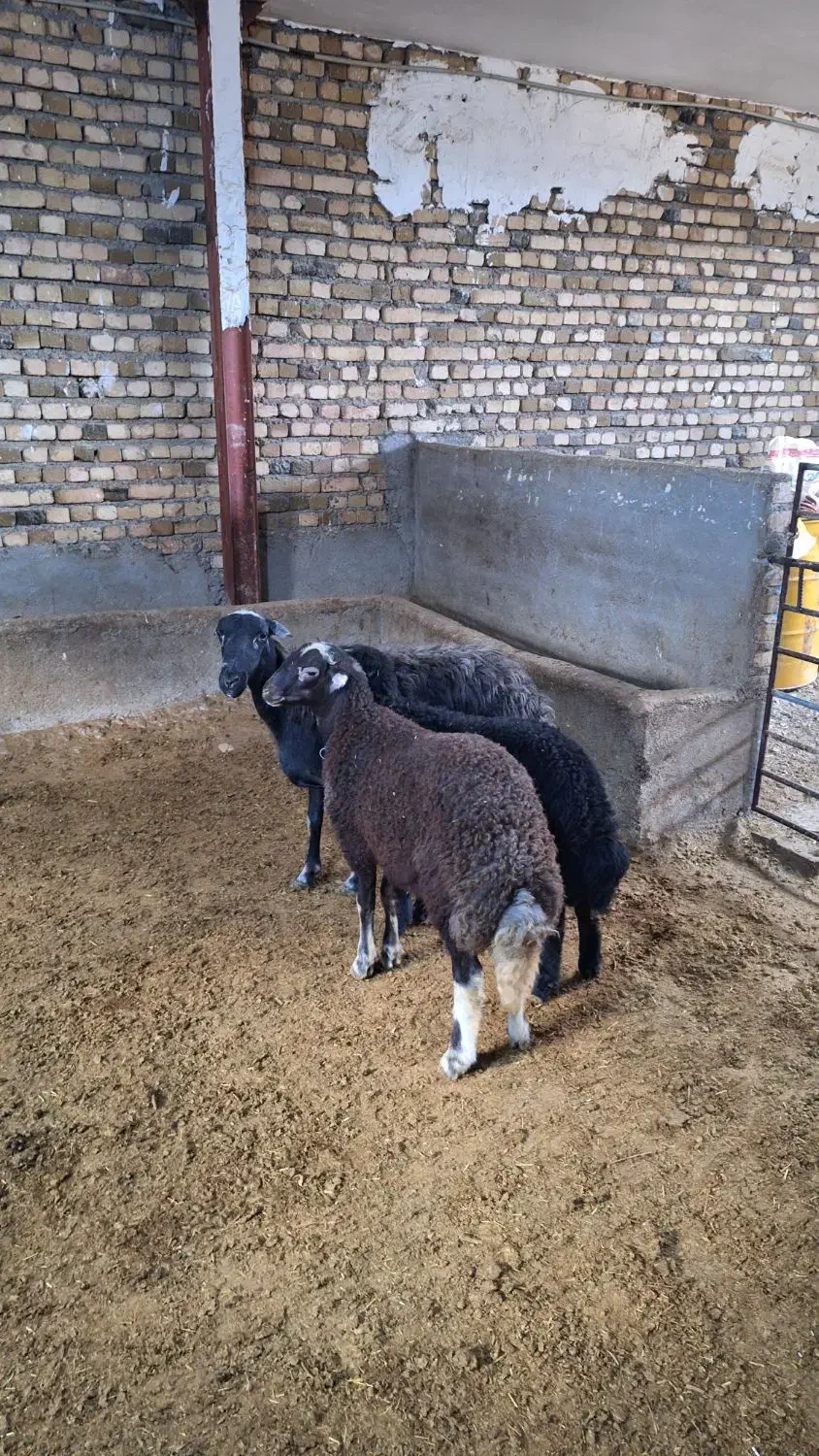 میش و بره دوقلو|حیوانات مزرعه|بروجرد, |دیوار