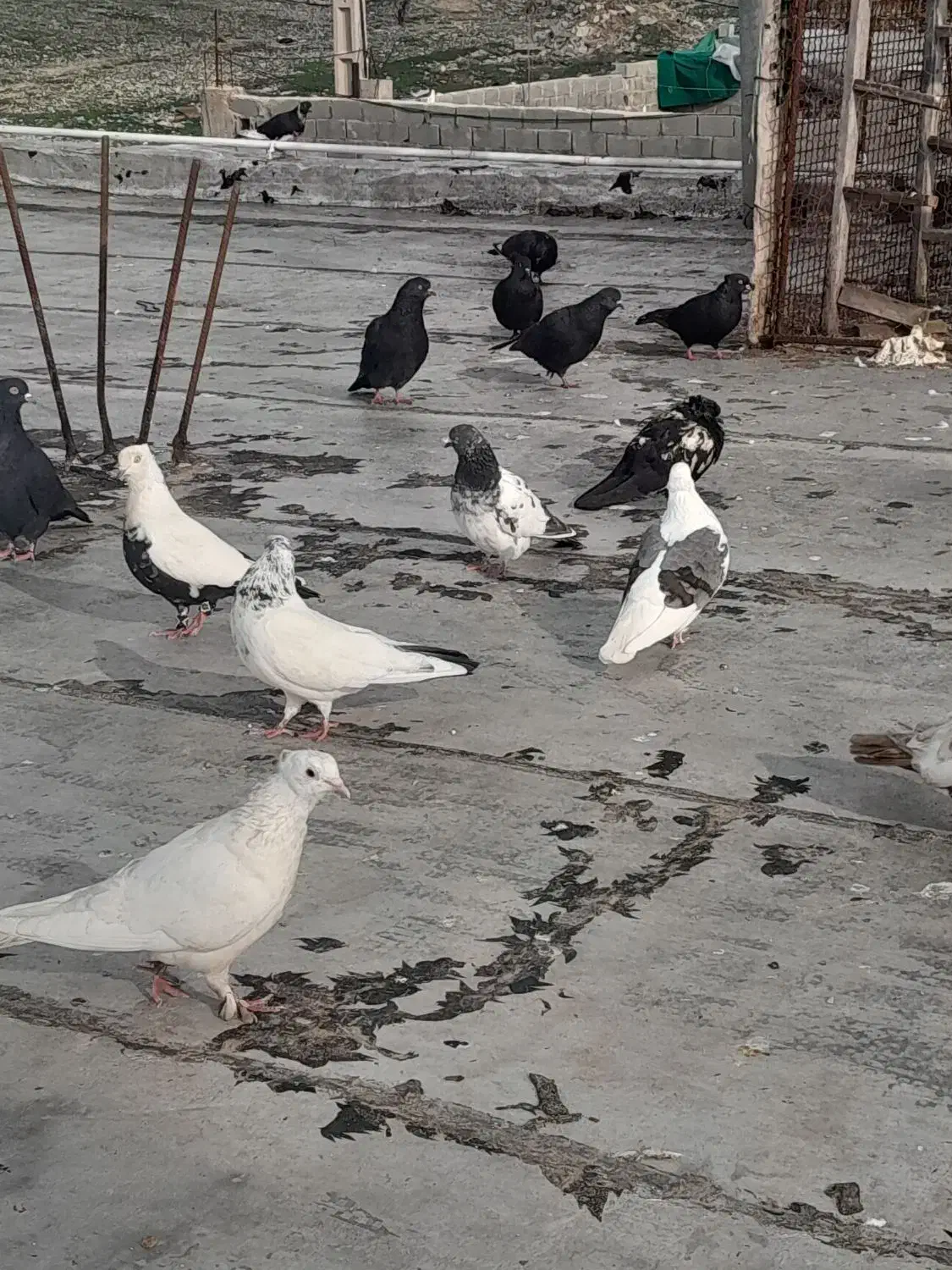 شهری|پرنده|جم, |دیوار