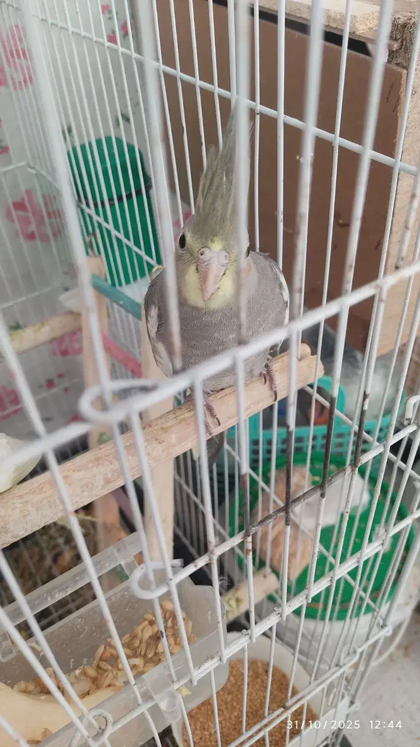 عروس هلندی لوتینو ۳ ماهه|پرنده|تهران, حکیمیه|دیوار