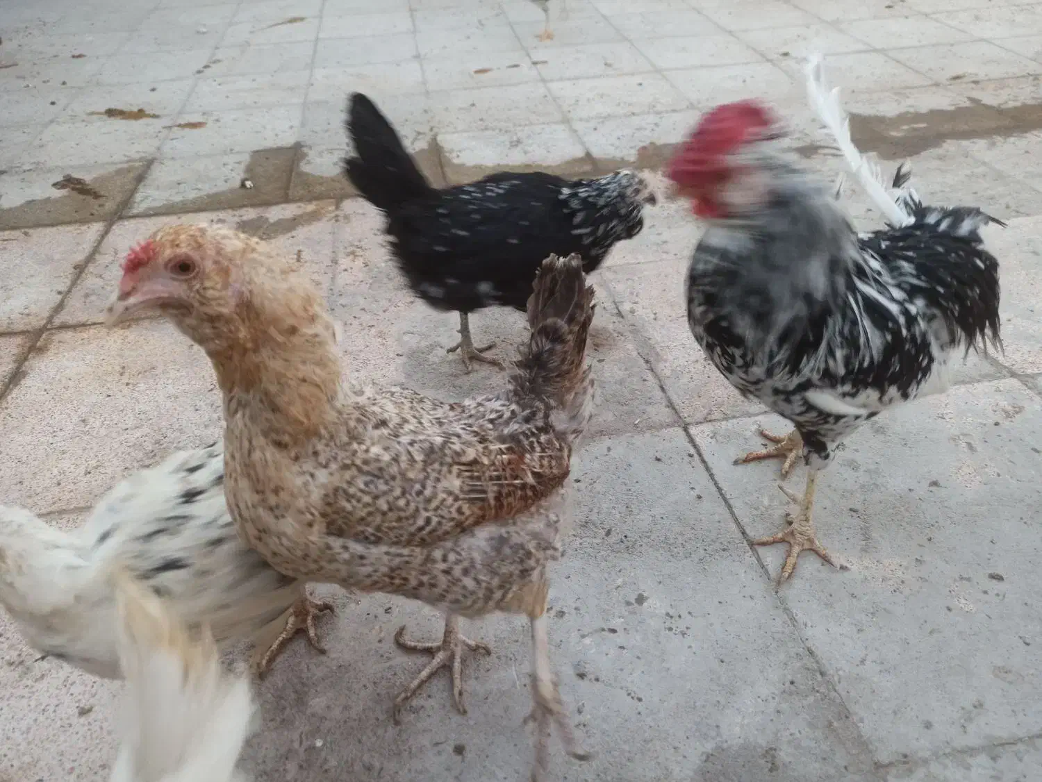 مرغ وخروس ونیمچه گلین|حیوانات مزرعه|قرچک, میرزائی شمالی|دیوار