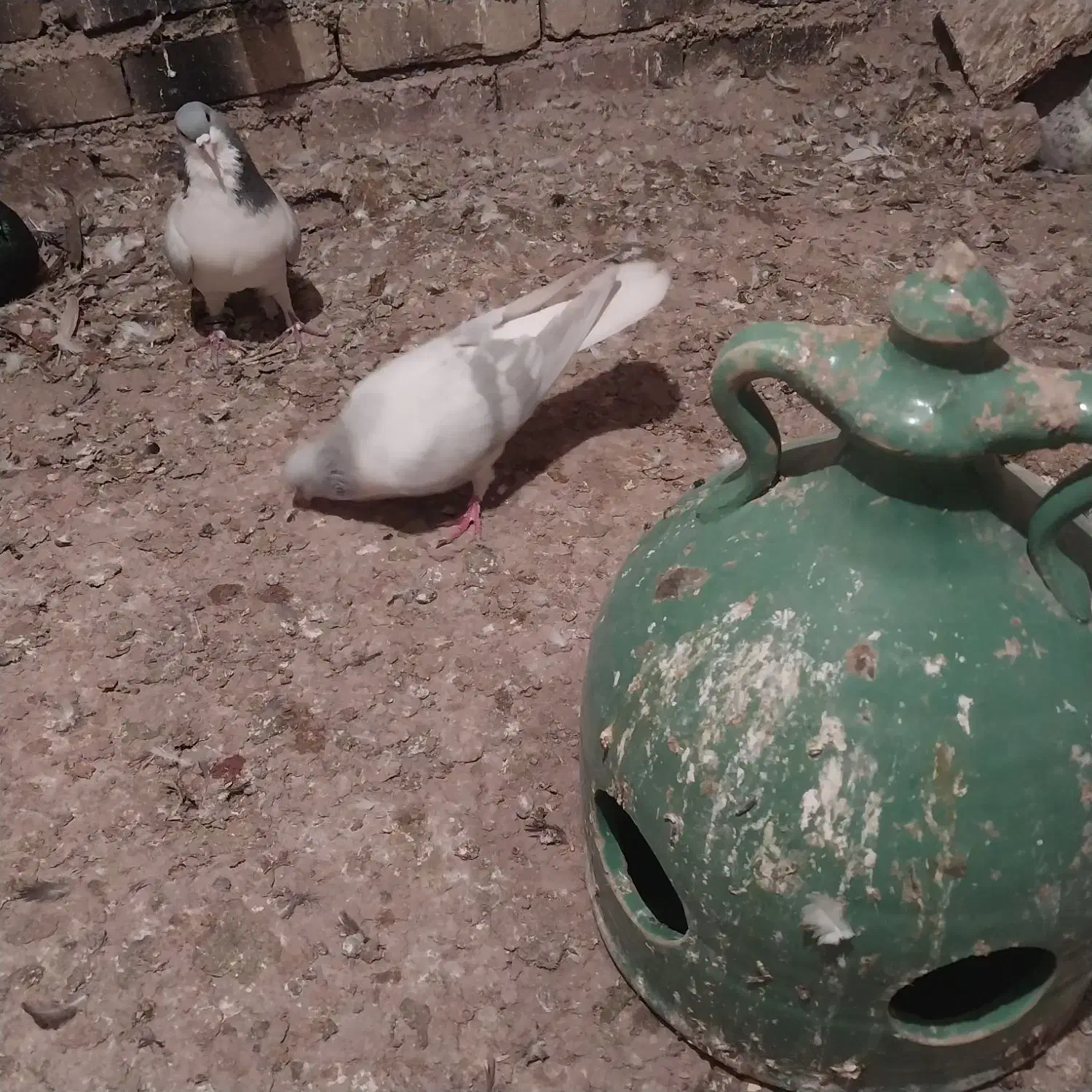 سلام دوستان گرامی جفت نرتیره یه گل دم داره|پرنده|اقبالیه, |دیوار