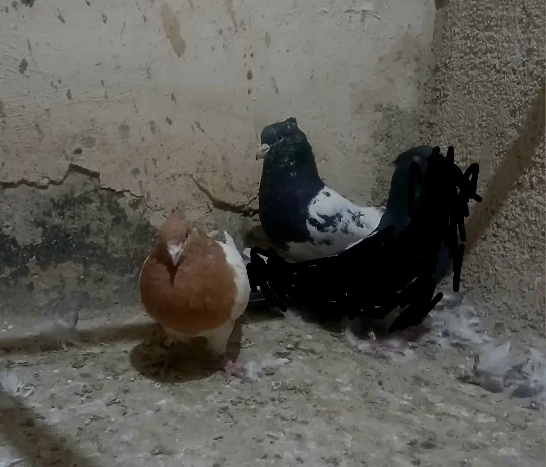 کفتر سینه سیاه و قهوه ای|پرنده|رباط‌کریم, مسکن مهر آبشناسان|دیوار