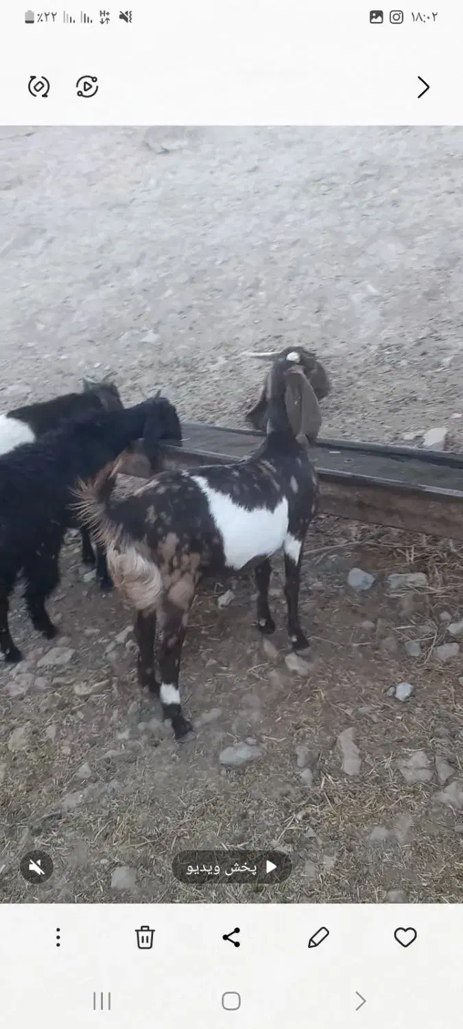 ۵راس بزغاله ماده و ۶ راس بز آبستن|حیوانات مزرعه|تربت‌حیدریه, بالا ولایت|دیوار