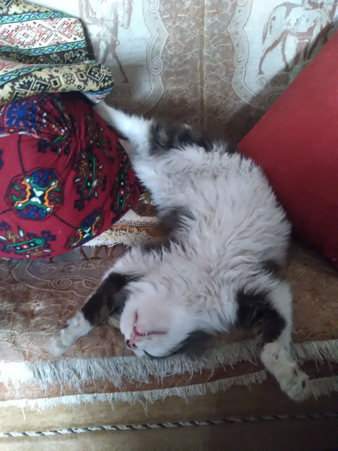 بچه گربه پرشین|گربه|گرگان, |دیوار