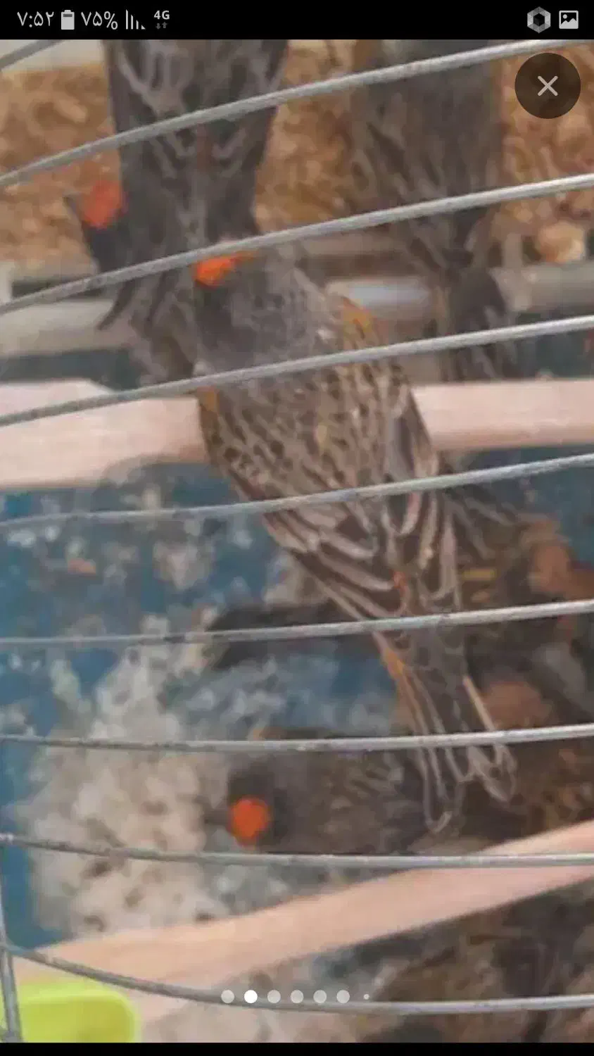 فنج سهره ،گلبسر|پرنده|کرمان, |دیوار