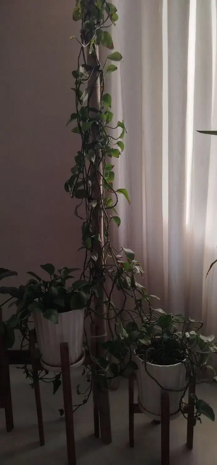 دو عدد پتوس|گل و گیاه طبیعی|تهران, افسریه شمالی|دیوار