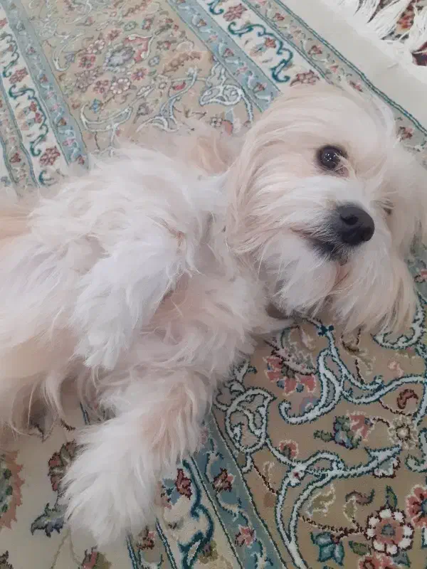 سگ شیتزو|سگ|فولادشهر, مسکن مهر فولادشهر|دیوار