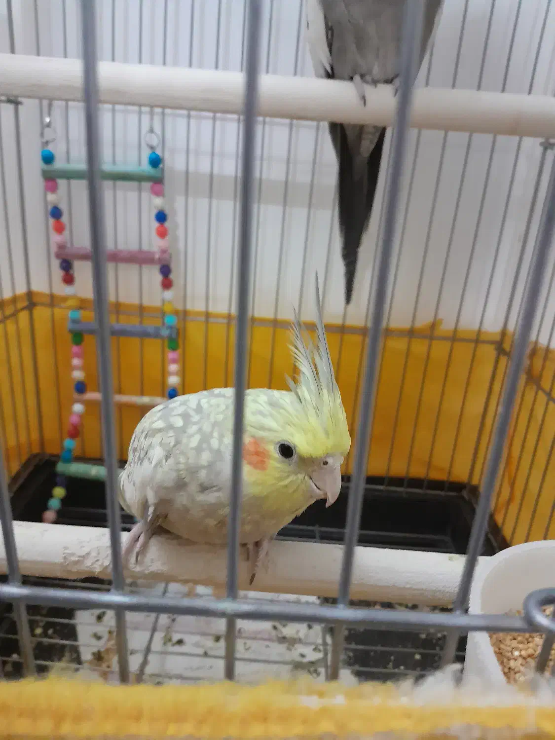 عروس هلندی ماده گل باقالی|پرنده|کوهین, |دیوار