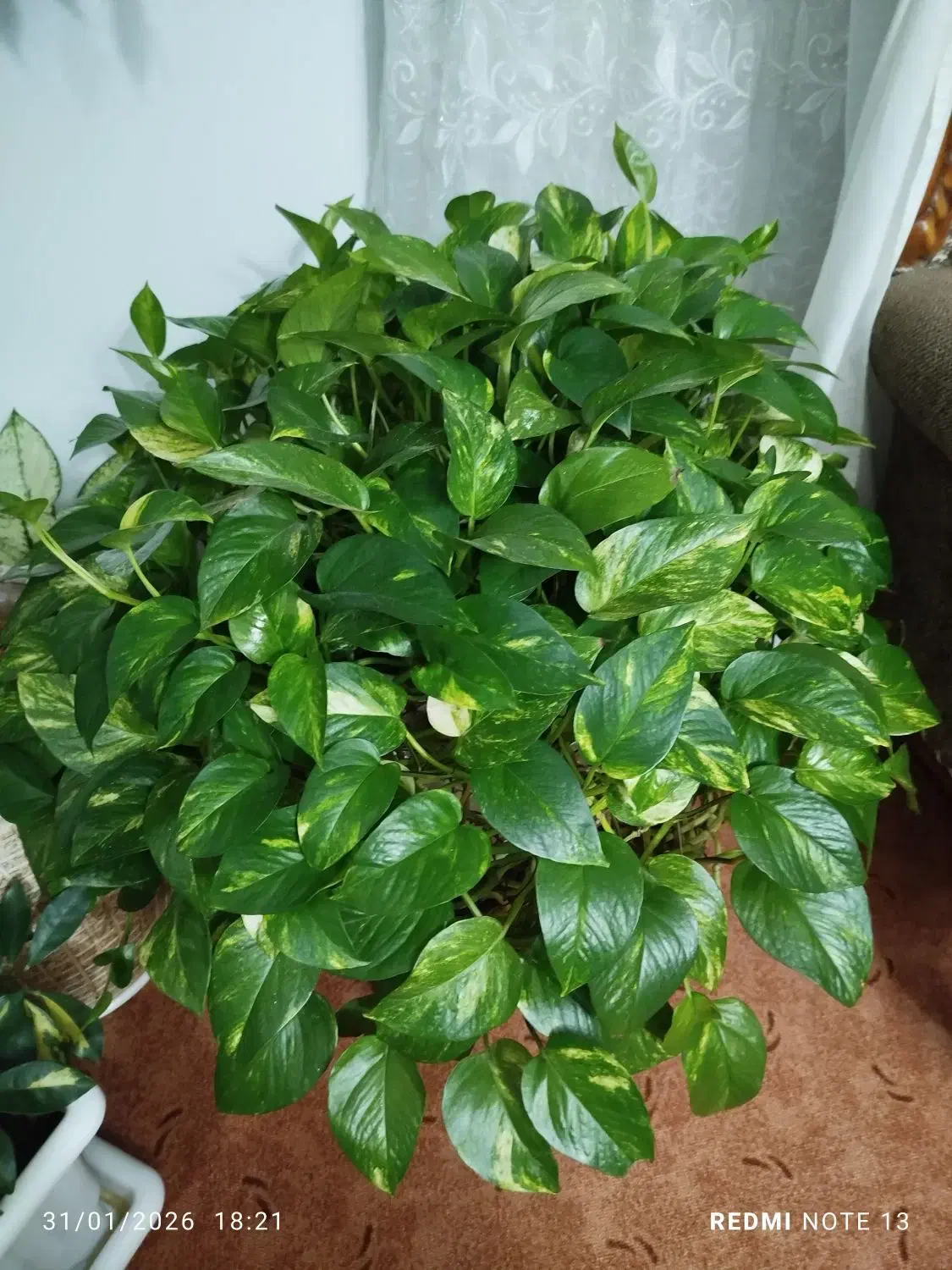 گل پتوس|گل و گیاه طبیعی|فولادشهر, مسکن مهر فولادشهر|دیوار