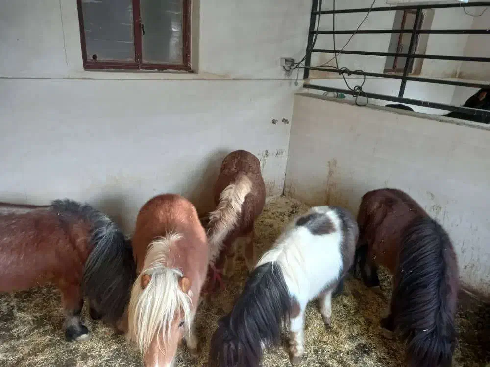 فروش پونی (اسبچه)|حیوانات مزرعه|مشهد, ویلاشهر|دیوار