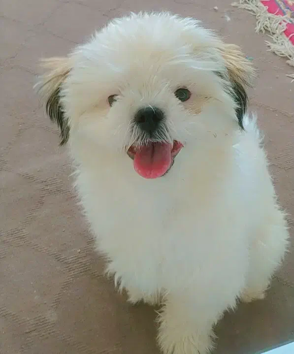 فروش فوری سگ شیتزو|سگ|اصفهان, بهارستان|دیوار