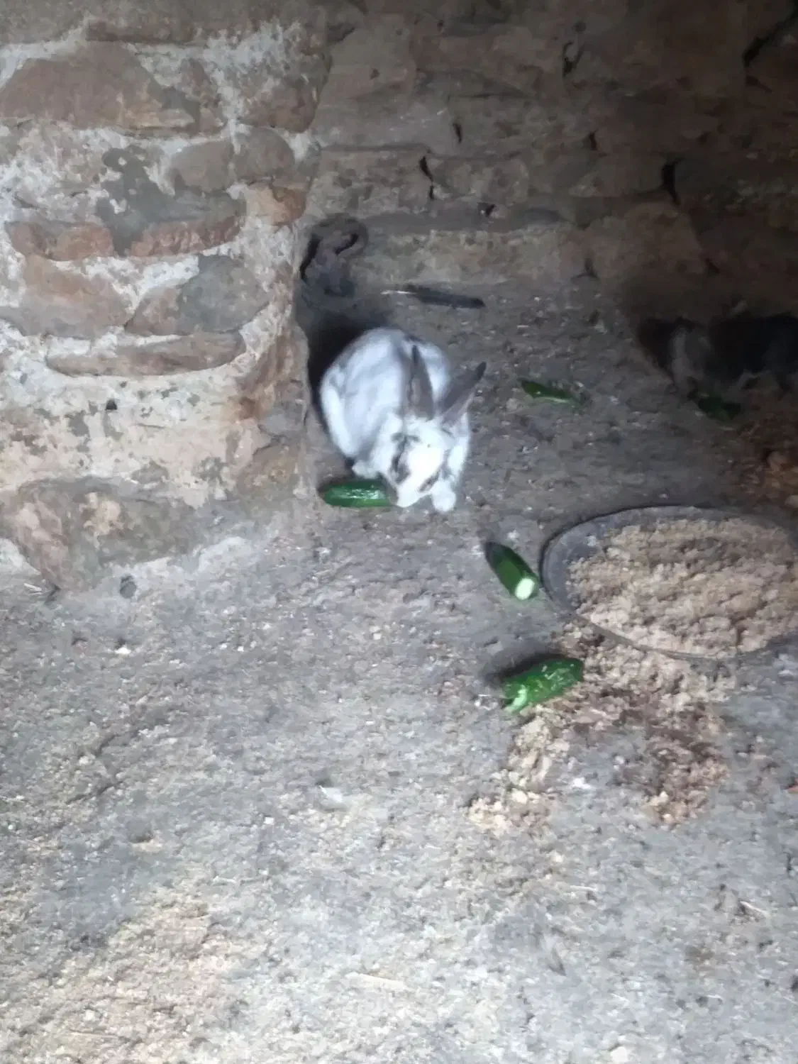 خرگوش نر|موش و خرگوش|بانه, |دیوار