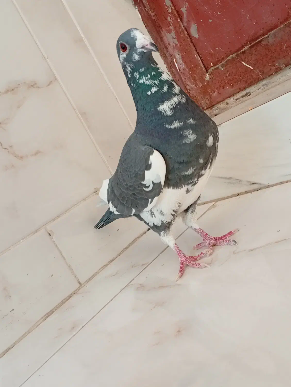 ابلق نر عالی|پرنده|فولادشهر, زاینده رود|دیوار