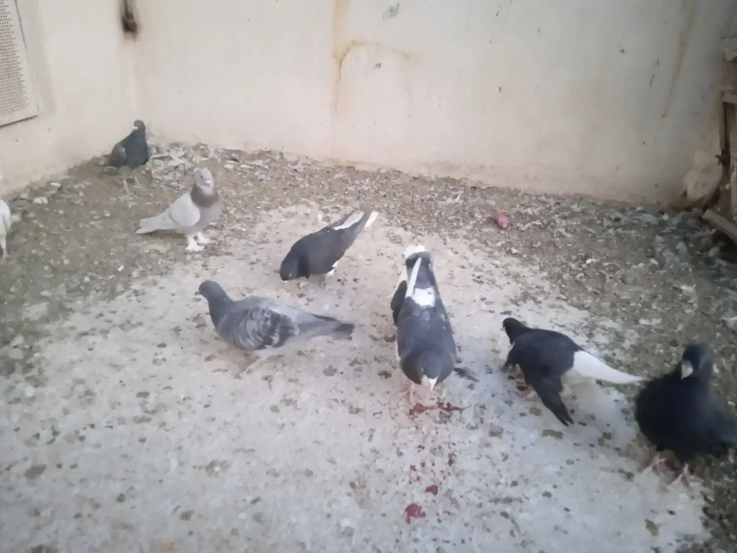 کفتر کبوتر|پرنده|شیراز, ویلاشهر|دیوار