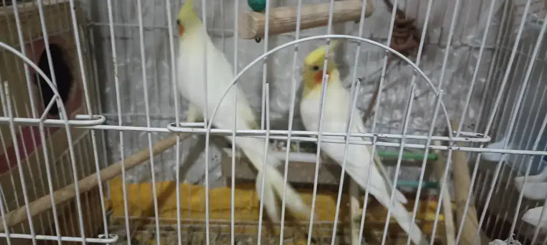 عروس هلندی|پرنده|شیراز, نصرآباد|دیوار