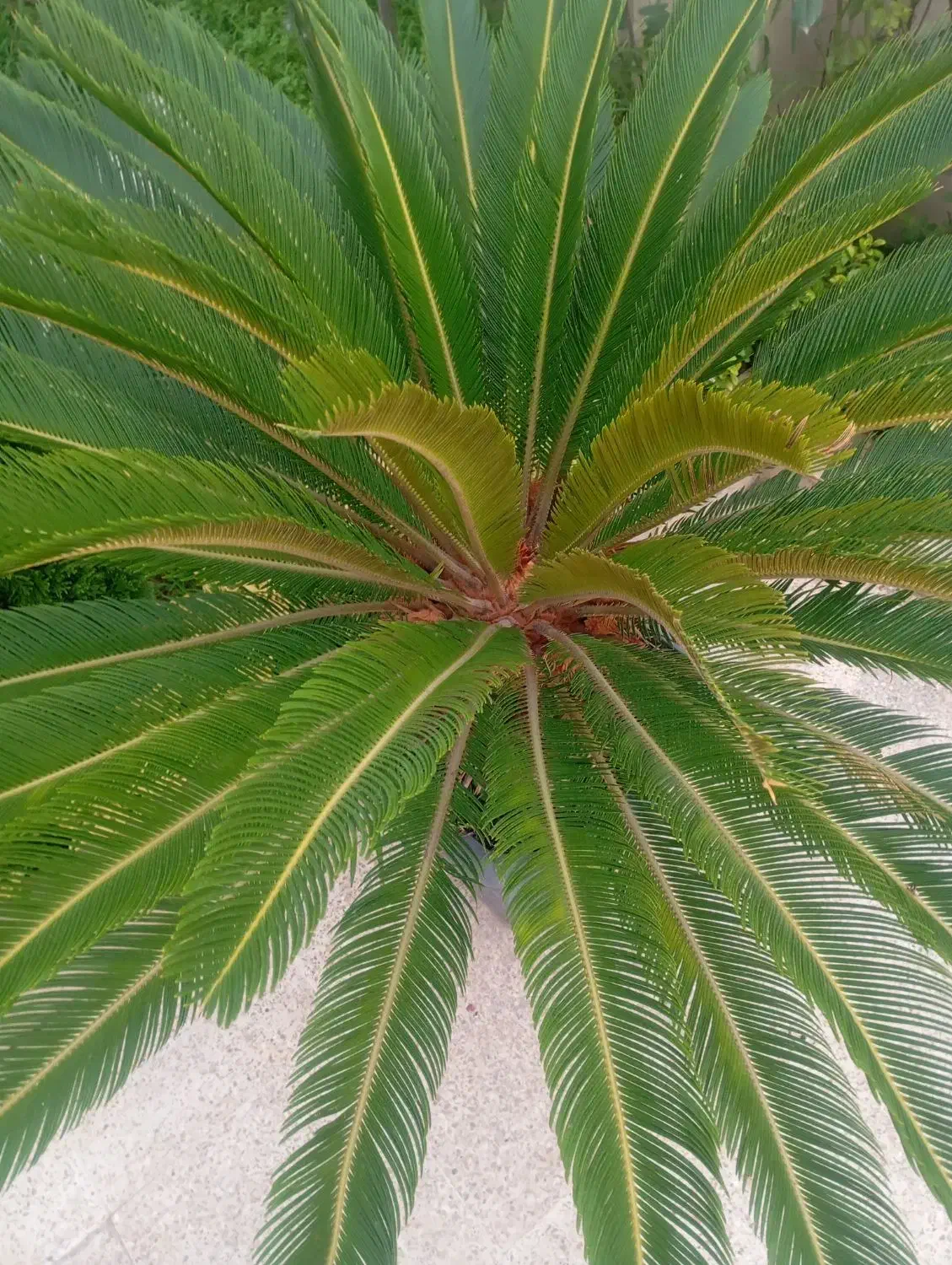 سیکاس سالم وبزرگ|گل و گیاه طبیعی|سلمانشهر, |دیوار