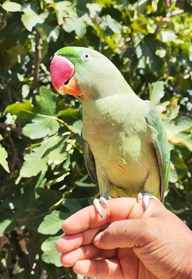 طوطی سبز رام یکساله معاوضه با سگ ژرمن نر مو بلند|پرنده|شیراز, معالی‌آباد|دیوار