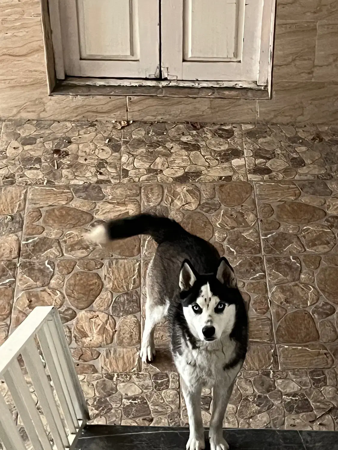 سگ هاسکی|سگ|سرخنکلاته, |دیوار