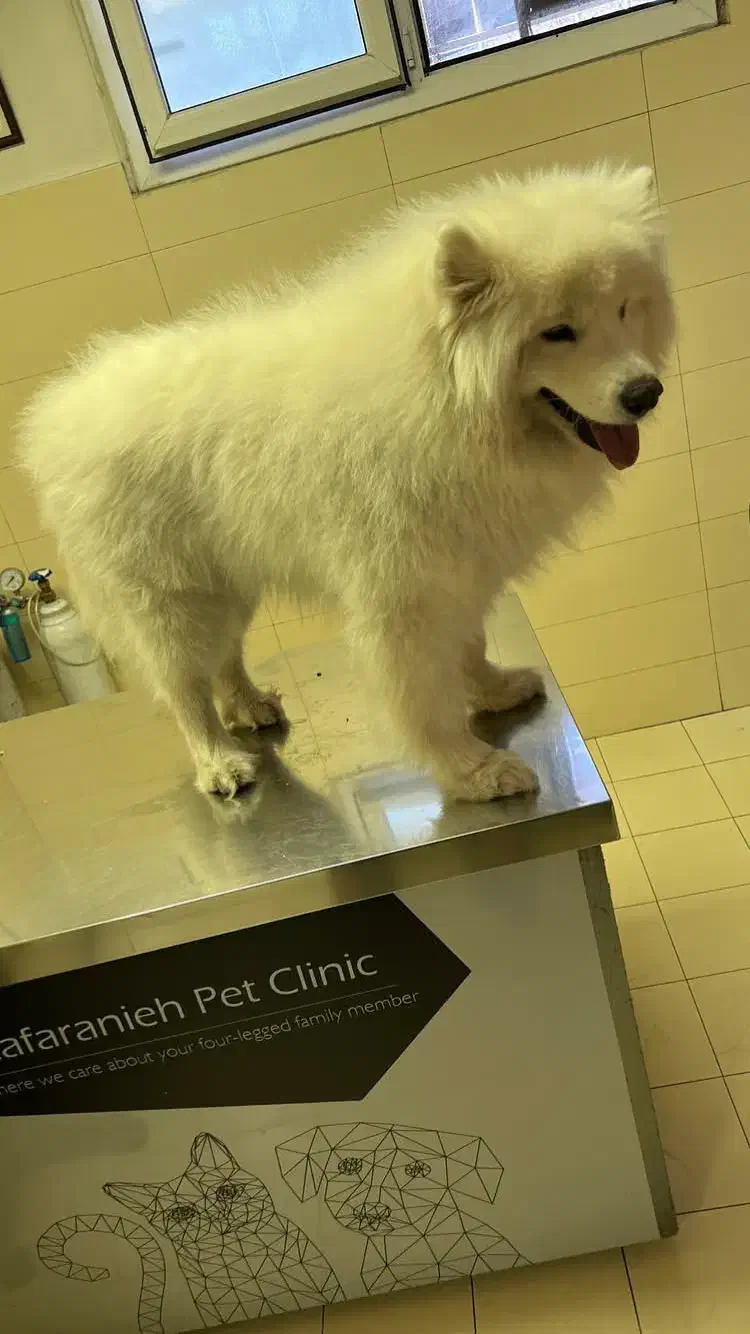 سامویید سه ساله|سگ|کرج, گلشهر|دیوار