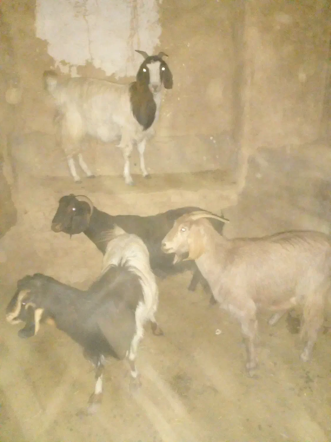 بزدورگ ابستن|حیوانات مزرعه|شاهرود, |دیوار