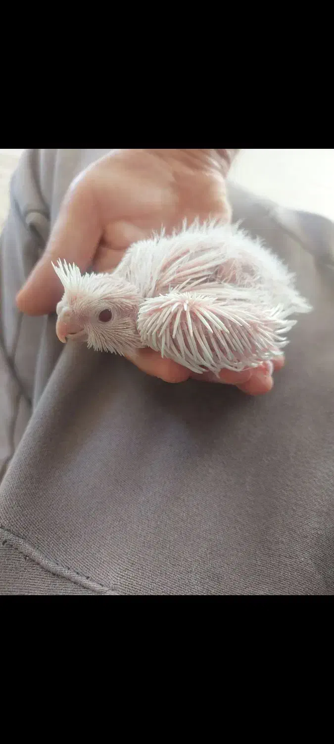 یک جفت البینو مولد|پرنده|رزن, |دیوار