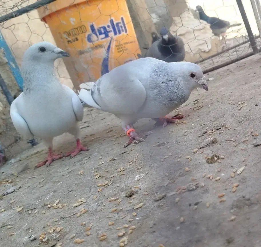 بهترین نسل|پرنده|زاوه, |دیوار