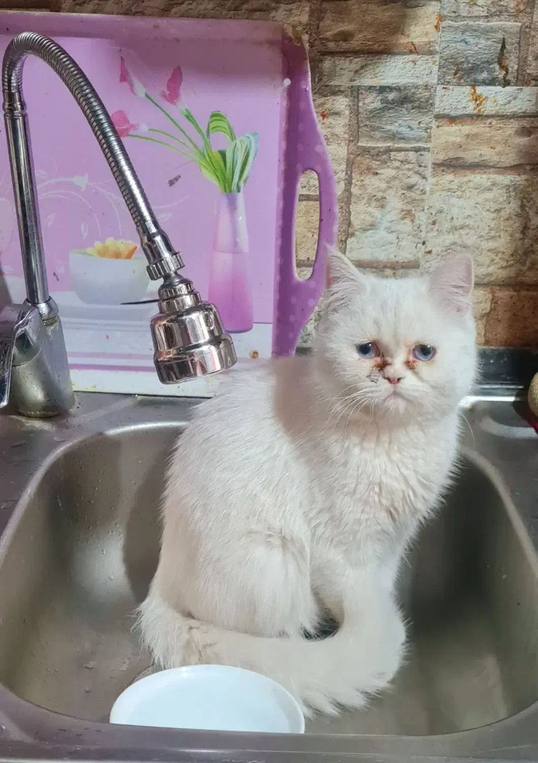گربه برای جفت|گربه|کرمان, |دیوار