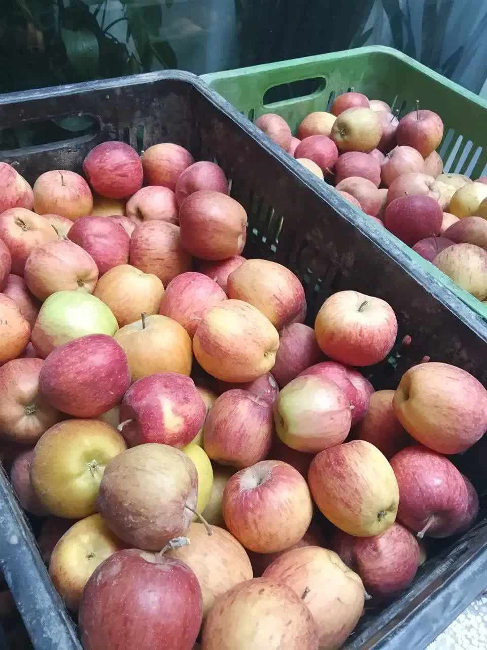 سیب و گلابی پاییزی|خوردنی و آشامیدنی|مشهد, گلبرگ|دیوار