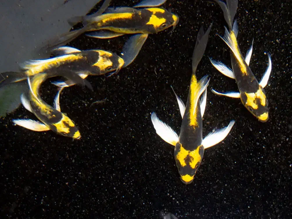 کوی مایان وارداتی|ماهی|آران و بیدگل, |دیوار